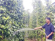 Quảng Nam: Mô hình sản xuất giống và trồng tiêu Tiên Phước theo hướng bền vững